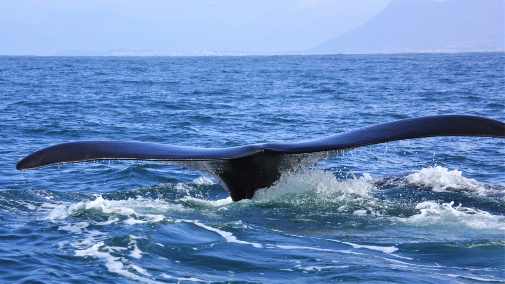 All Cape Private Tours - Whale Tail